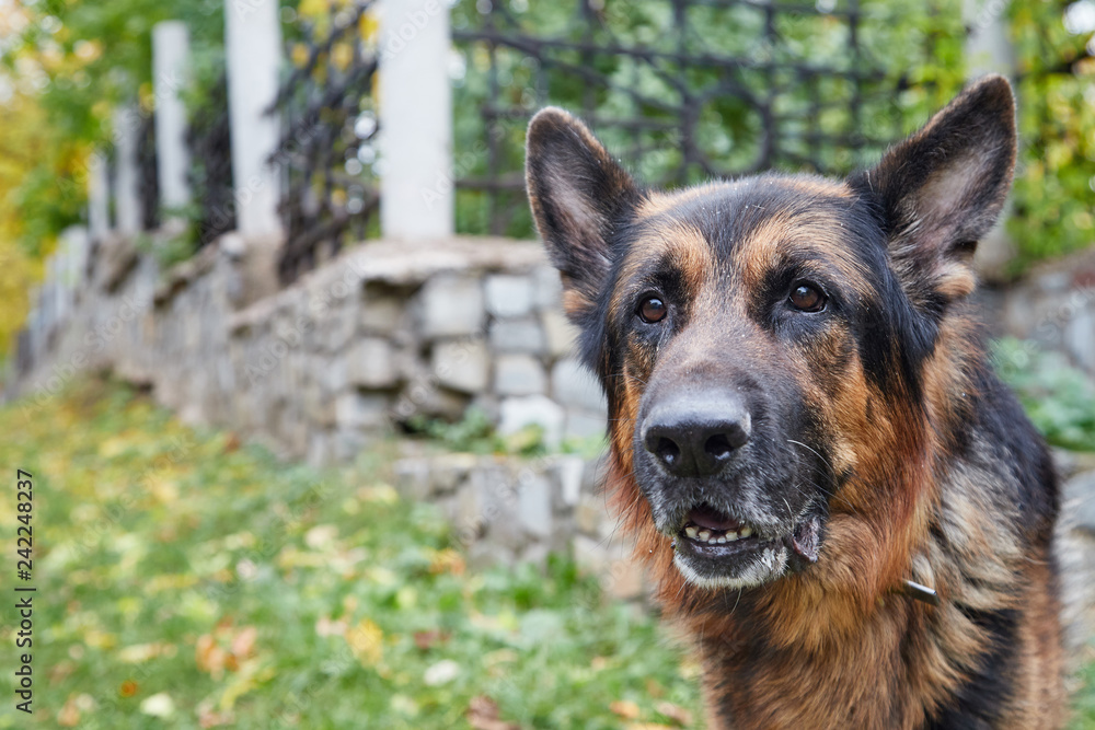 Dog German Shepherd in a city in a day Dog German Shepherd in a city in a day