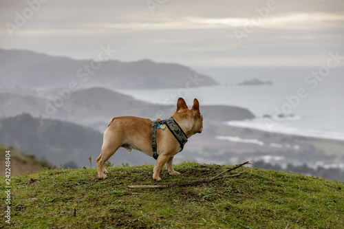 Fototapeta Naklejka Na Ścianę i Meble -  French Bulldog looking at coastal views. Milagra Ridge, Pacifica, San Mateo County, California, USA.