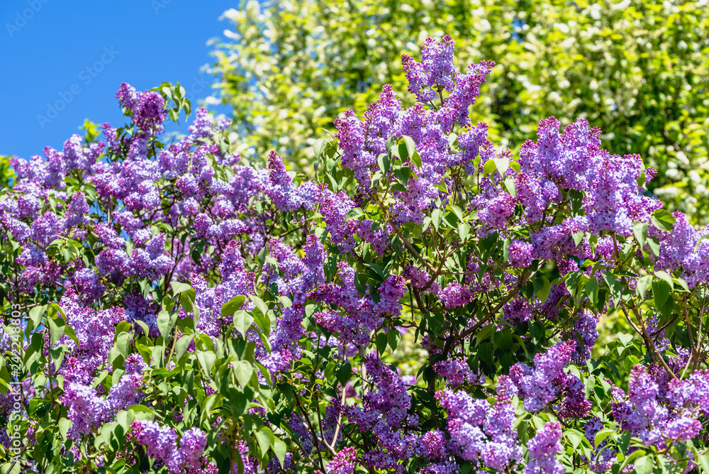 Spring flowers of lilac, branches with blossoms Spring flowers of lilac, branches with blossoms