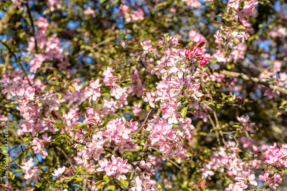 Pink cherry blossom, spring flowers background