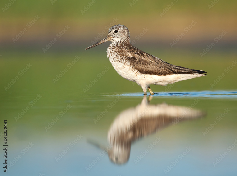 Common Greenshank (Tringa nebularia) Common Greenshank (Tringa nebularia)