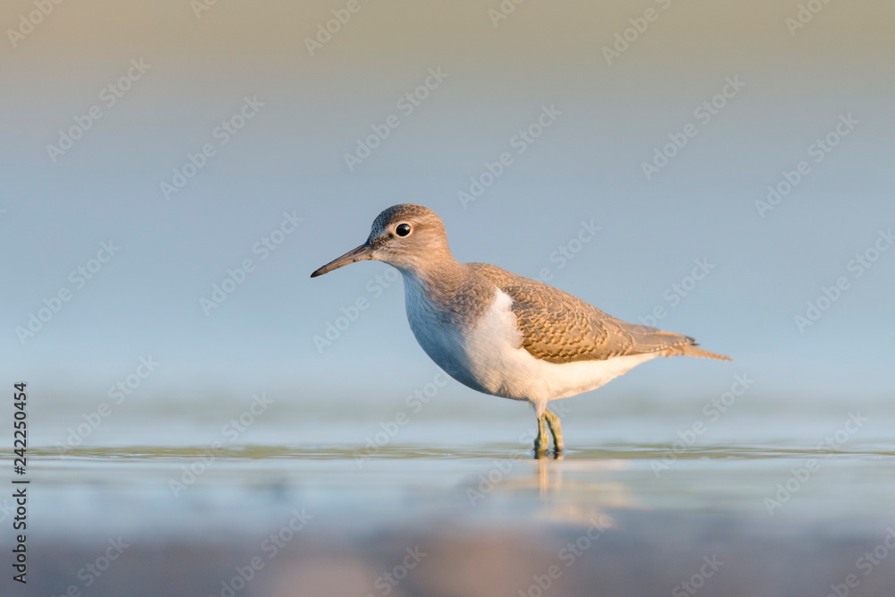Common Sandpiper (Actitis hypoleucos) Common Sandpiper (Actitis hypoleucos)