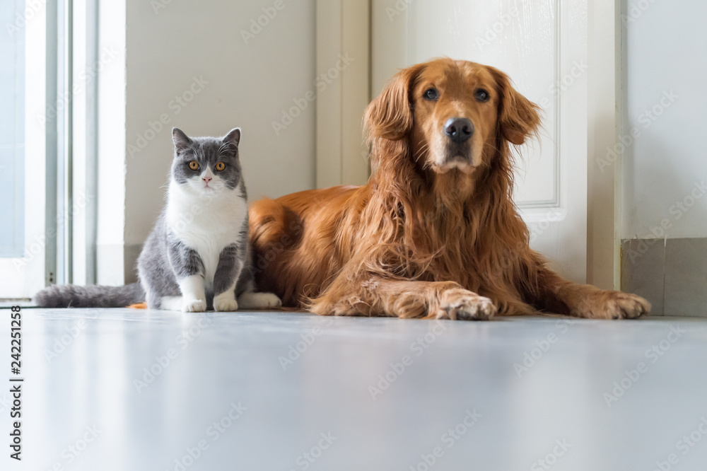 Golden Retriever dogs and British short-haired cats