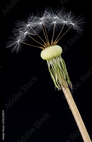 Fototapeta Naklejka Na Ścianę i Meble -  Old dandelion flower