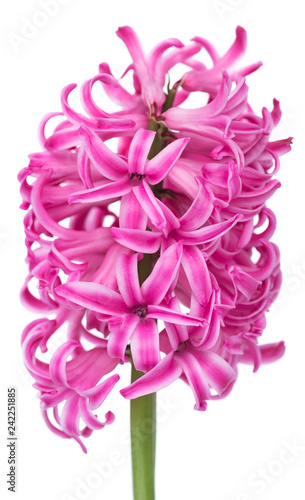 Soft pink hyacinth