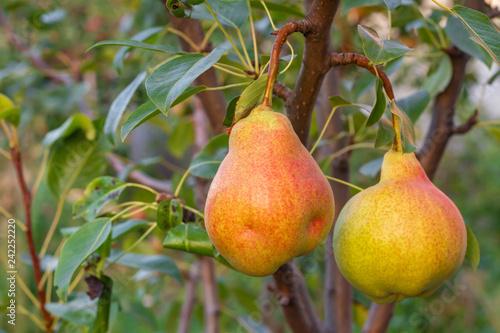 Ripe organic cultivar pears in the summer garden. Closeup, selective focus