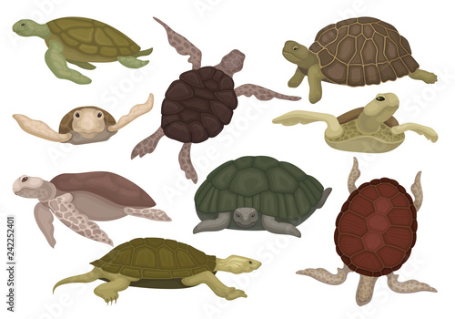 Sea and land turtles set, tortoise reptile animals in various views vector Illustration on a white background