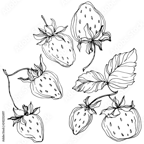 Vector Strawberry fruits. Black and white engraved ink art. Isolated strawberry illustration element.