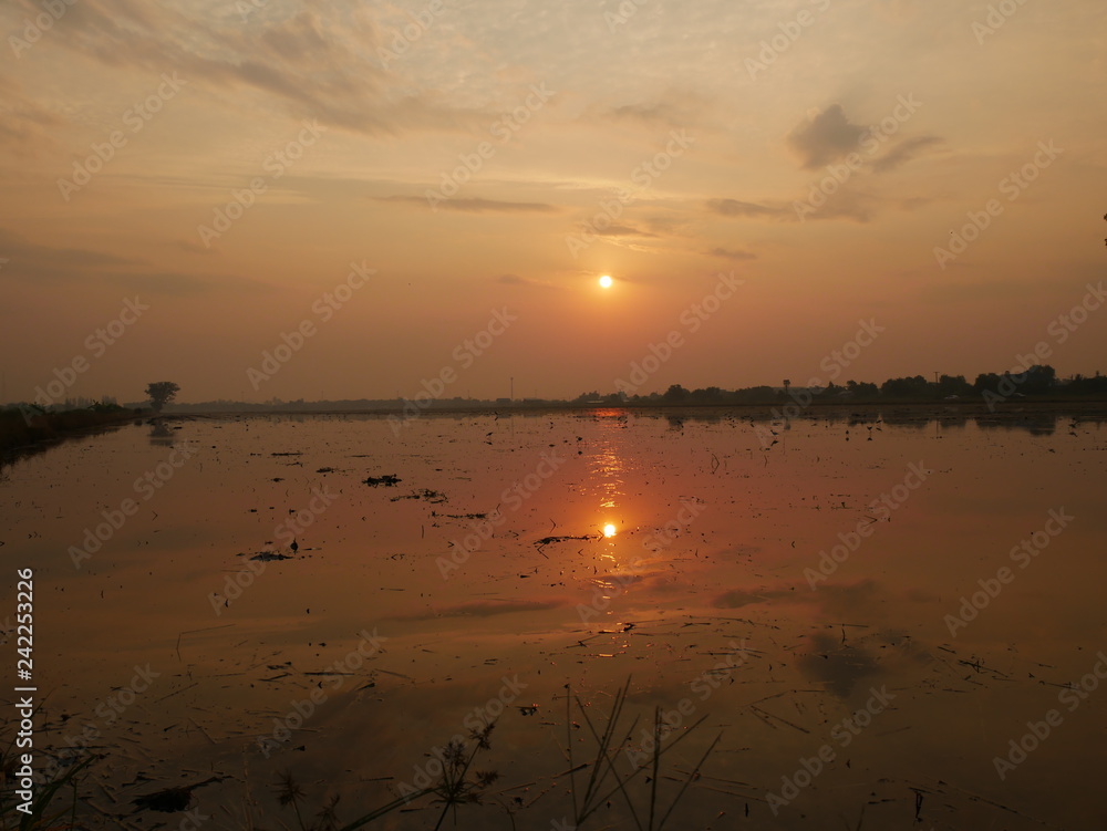 Reflections of the sun and the sky with water in cornfield and birds are living.Shooting location is Pathum Thani ,Thailand.