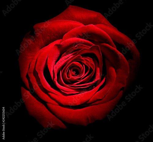 flower rose petal blossom red nature beautiful background