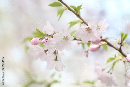 薄ピンクの桜と若葉 © 利亮 野江