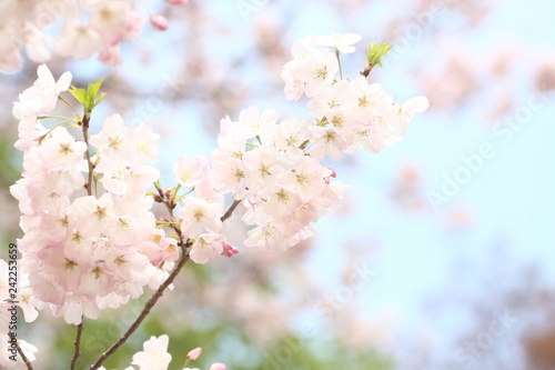 薄ピンクの桜 © 利亮 野江