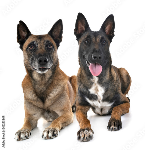 malinois in studio