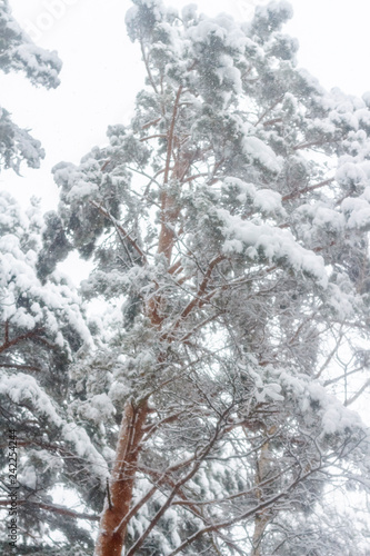 Winter forest. Pine after a heavy snowfall
