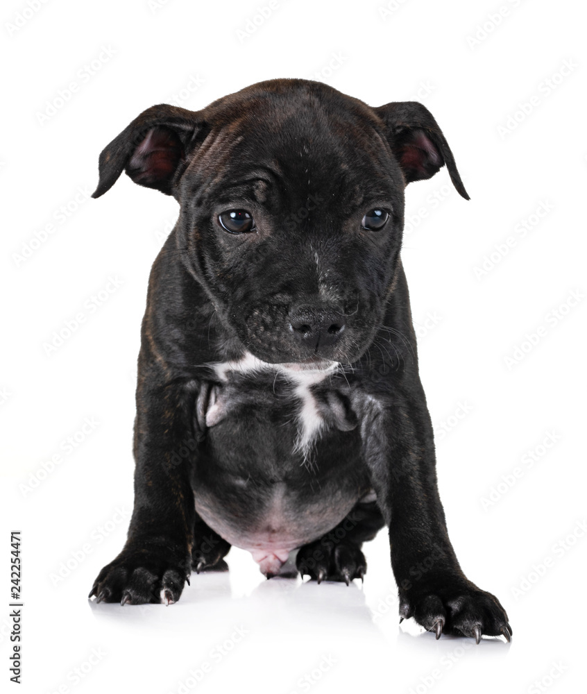 puppy staffordshire bull terrier