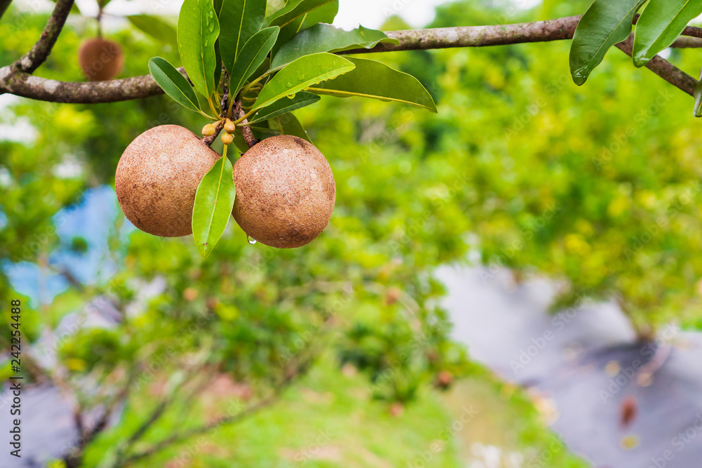sapodilla fruit on tree in organic garden sapodilla fruit on tree in organic garden