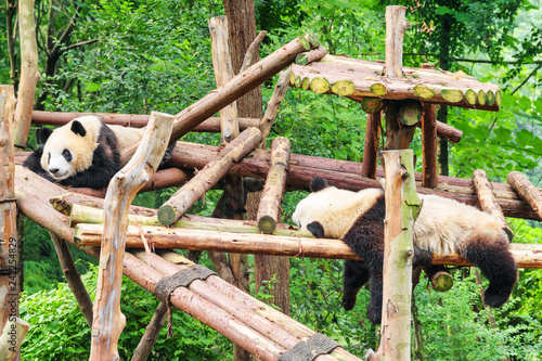 Two funny young giant pandas resting in green woods