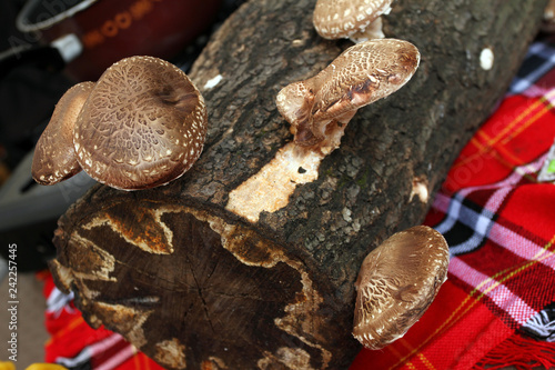 Shiitake mushroom. Cultivation and growth of the Shiitake mushrooms in Japanese technology on oak logs. Mushrooms grow on wooden logs. Shiitake mushrooms growing on tree.