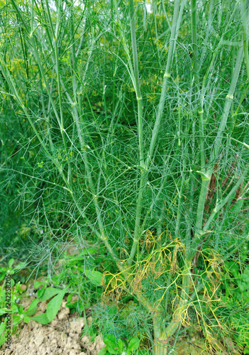 Fennel (Foeniculum vulgare) in growth at garden