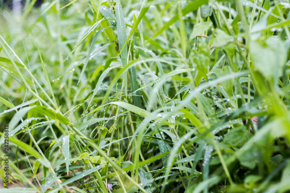 Dew on the leaves Dew on the leaves