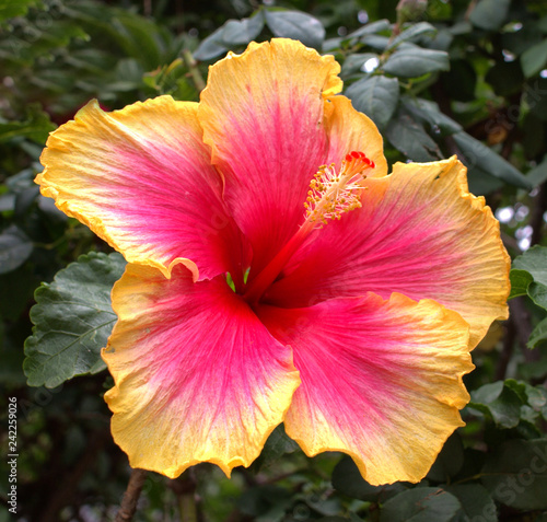 Pink and yellow hibiscus flower