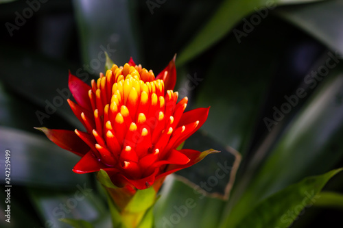 red flower are blooming in the garden