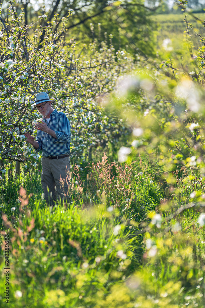 Apple grower checking the flowering of his apple trees Apple grower checking the flowering of his apple trees