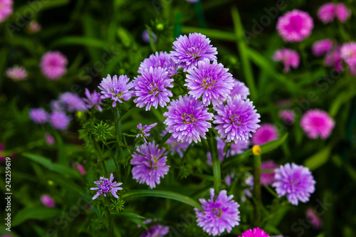 Beautiful purple flower are blooming in the garden