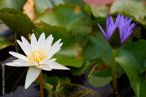 The Beautiful White lotus flower in the water  Close up lotus flower in natural