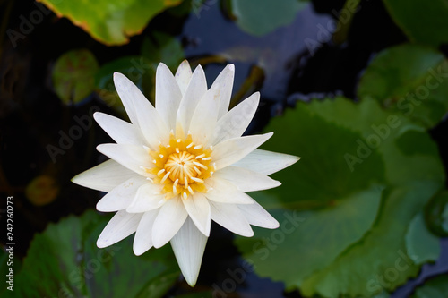 The Beautiful White lotus flower in the water  Close up lotus flower in natural