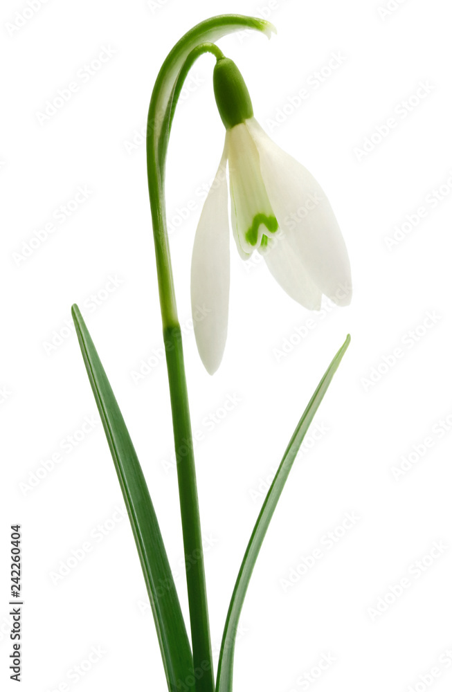 Snowdrop stem flower spring Snowdrop stem flower spring
