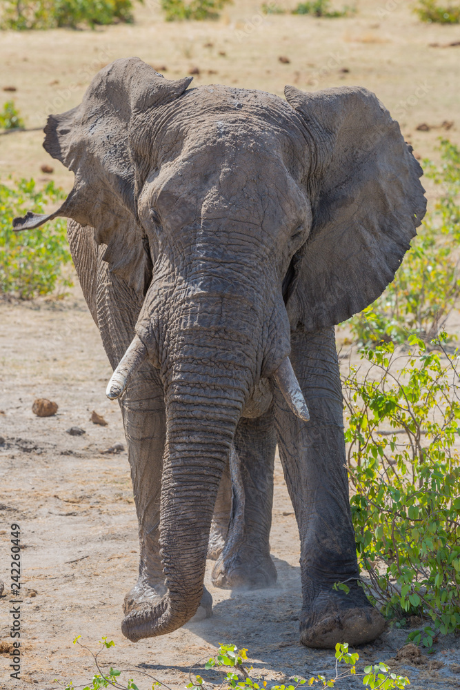 Fototapeta premium portrait of african elephant (loxodonta africana) standing in savanna