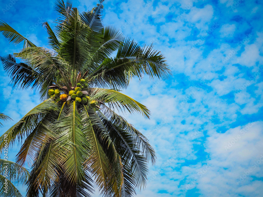 Fototapeta premium Coconut tree and blue sky with pattern clouds.