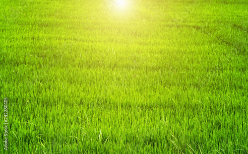 Spring sunset Green backgrounds