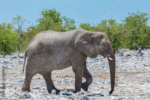 portrait one african elephant  loxodonta africana  walking on stony ground