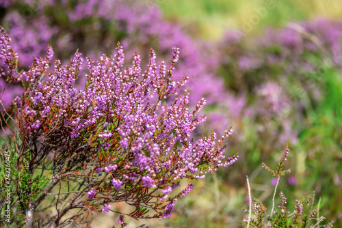 Close up of wild pink heather flowers, Dartmoor, UK