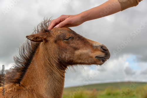 Hand of a boy petting the head of a Dartmoor pony foal, Devon UK