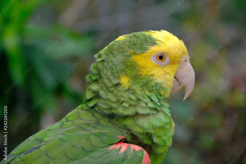 Close up Marco view of Green yellow color parrot Close up Marco view of Green yellow color parrot