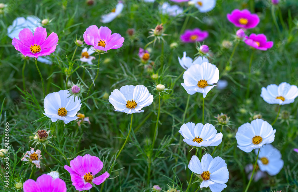 Cosmos bipinnatus flowers shine in the flower garden with colorful shimmering bonsai and beautiful. This flower is like stars sparkling in the sky Cosmos bipinnatus flowers shine in the flower garden with colorful shimmering bonsai and beautiful. This flower is like stars sparkling in the sky