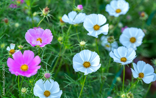 Fototapeta Naklejka Na Ścianę i Meble -  Cosmos bipinnatus flowers shine in the flower garden with colorful shimmering bonsai and beautiful. This flower is like stars sparkling in the sky