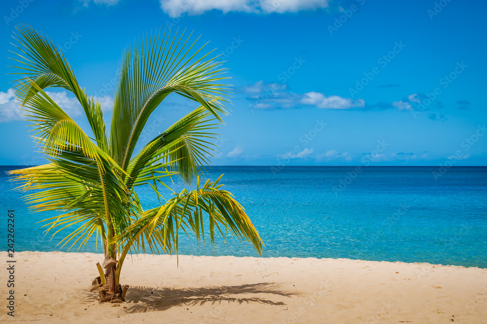 Palm tree on Grand Anse Beach, Grenada Island, Caribbean - obrazy, fototapety, plakaty 