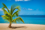 Palm tree on Grand Anse Beach, Grenada Island, Caribbean