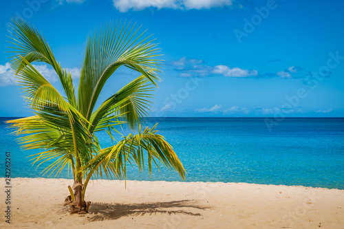 Palm tree on Grand Anse Beach, Grenada Island, Caribbean