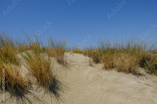 Natural sand dune with wild grass.
