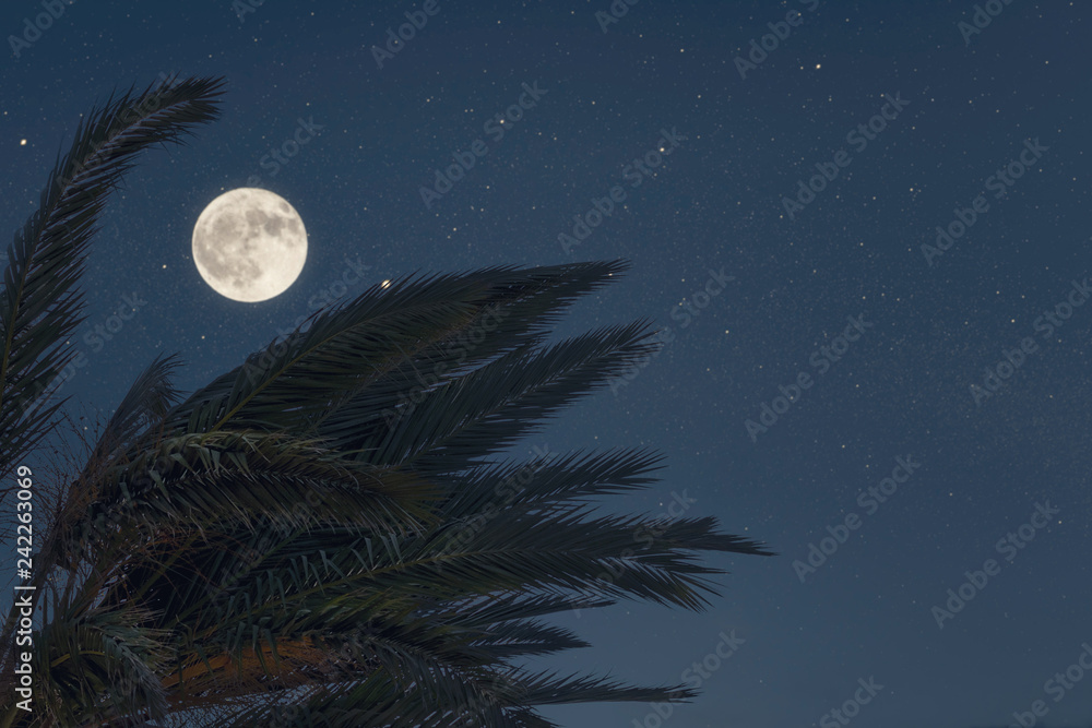 Naklejka Silhouette of palm tree on the night sky background. Concept