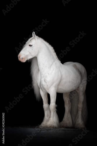 Beautiful white gypsy horse with long mane on black background isolated. The full body portrait. © Svetlana