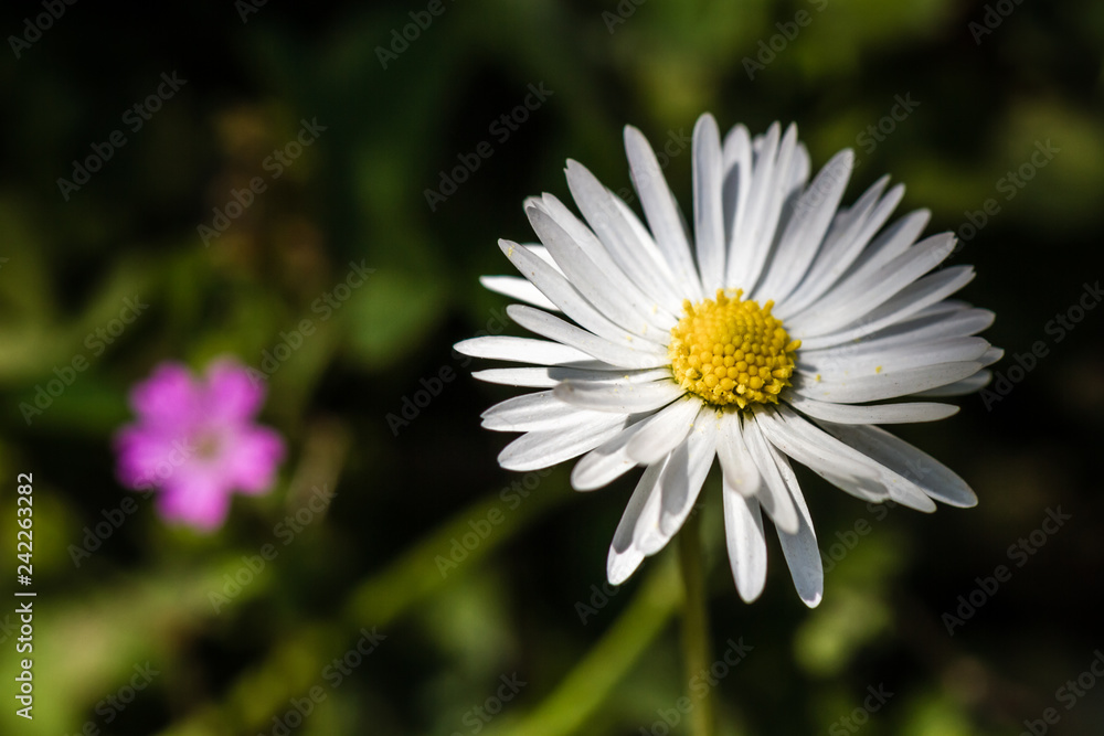Beautiful Chamomile Flower on Nature Green Background Beautiful Chamomile Flower on Nature Green Background