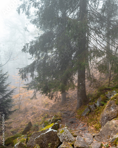 hiking trail with rocks through misty forest