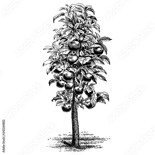 Apple Tree Illustrations