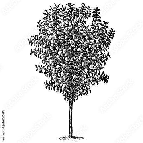 Plum Tree Illustrations